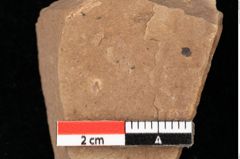 Foto (Detailansicht) von Alnus gracilis Unger (NHMW-GEO-2024-0188-0732)